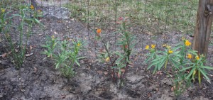 New milkweed plants along the fence line
