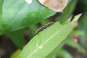 monarch caterpillar