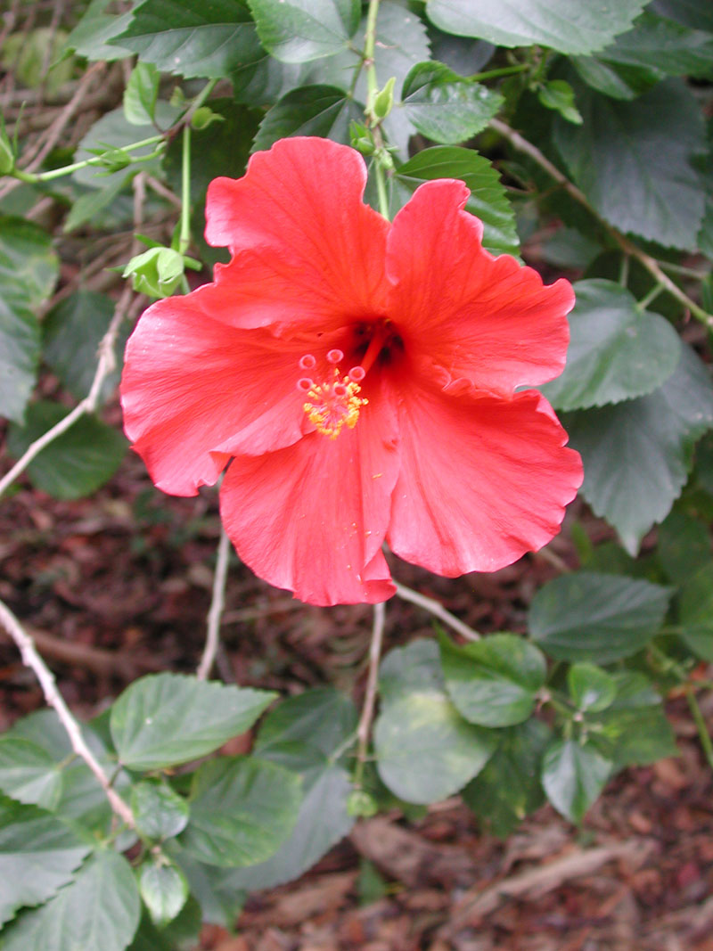 Hibiscus in bloom