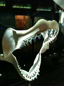Florida museum of natural history - sharks jaws