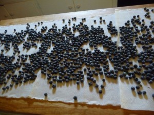 picking blueberries - drying blueberries