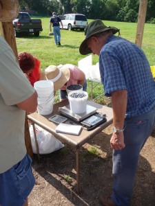 Picking blueberries - sugar hill blueberries, belleview