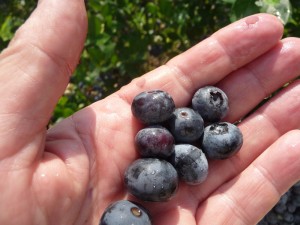 picking blueberries