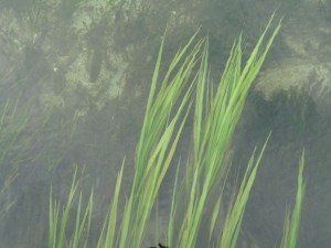 paddling - sea grasses