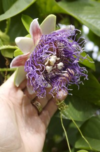 Florida butterfly gardening - blue passion vine