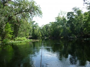 Florda rivers - Ocklawaha River