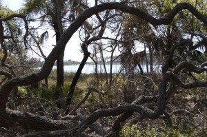 florida forest