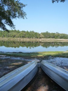 florida forest - horseshoe lake