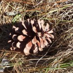 florida forest - pine cone