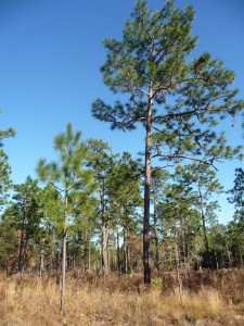 florida forest - inside silver springs state park