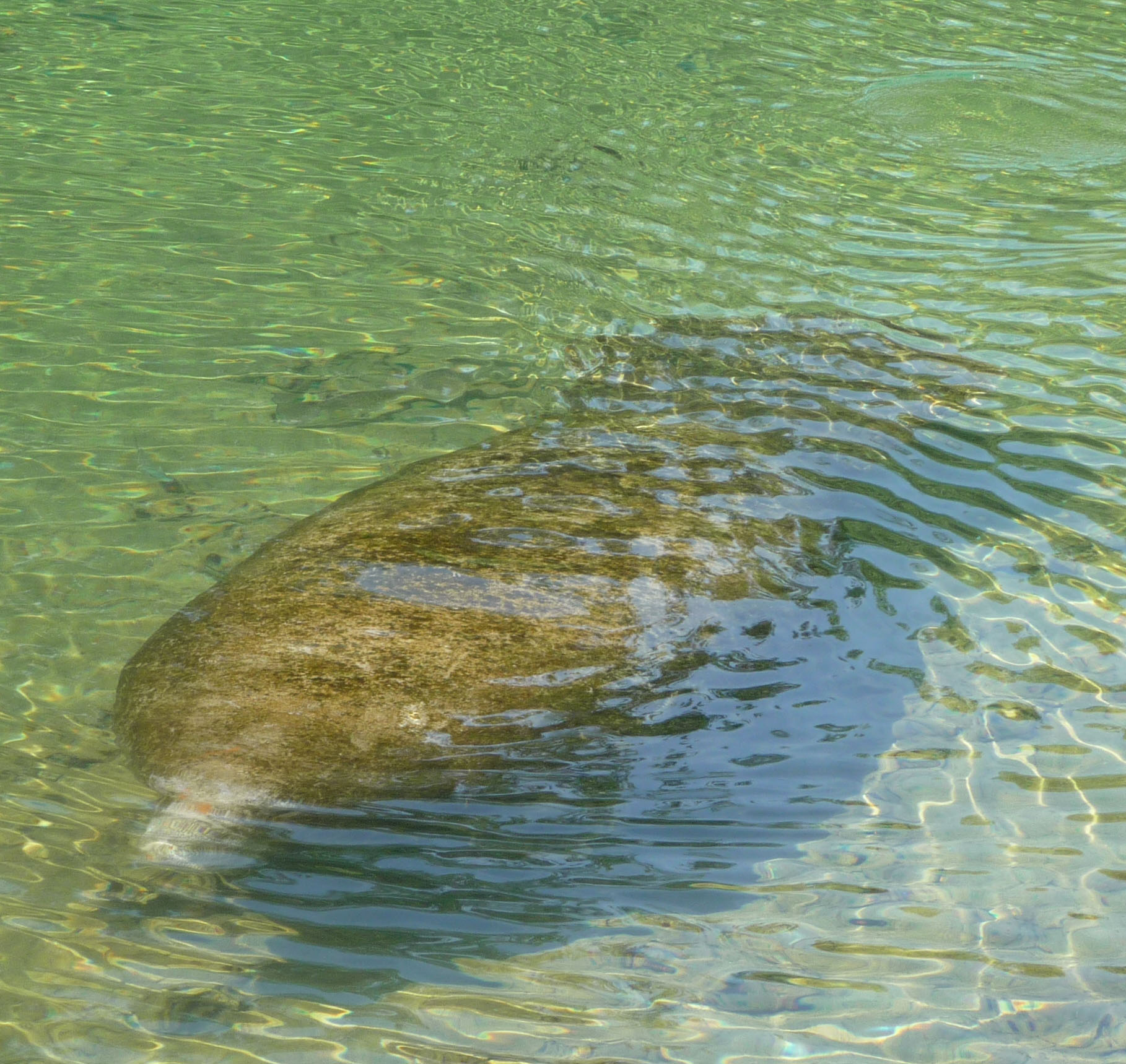 West Indian manatees – see them in Florida