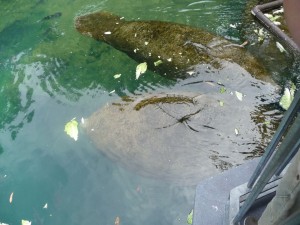 west indian manatees