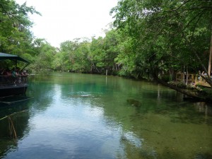 west indian manatees - in a spring