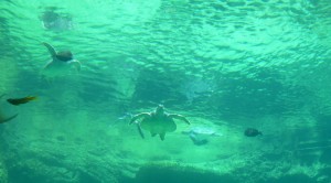 sea turtles