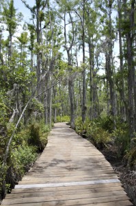 50 great walks in Florida - a boardwalk through a swamp