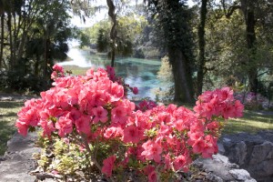 50 great walks in Florida - azaleas at Rainbow springs state park