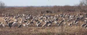 Gainesville -sandhill cranes on Paynes Prairie