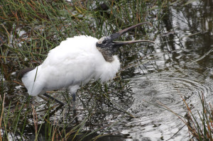 Great Florida Birding Trail - wood stork feeding at Everglades National Park