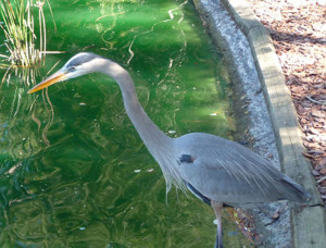 Great blue heron fishing at Sholom Park, Ocala, Florida. Photo by Lucy BeebeTobias