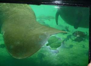 Underwater view of manatees at the Fishbowl. Photo by Lucy Beebe Tobias