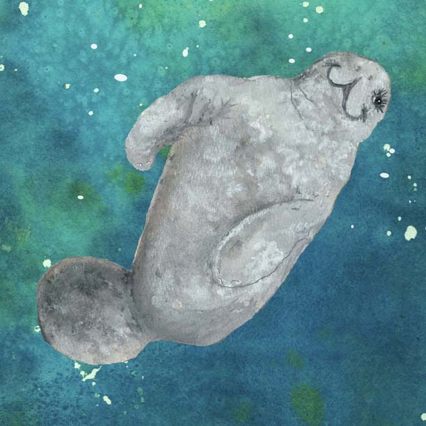 Manatees and a Children’s Book