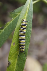 Monarch butterflies Monarch caterpillar on milkweed leaf