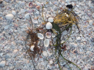 Florida sunsets - walking the Wrack line on the beach, waiting for sunset