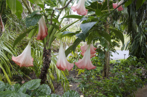 flower - fairchild botanical garden, Coral Gables, Florida