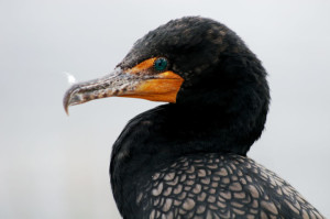  birds - Cormorant on Anhinga Amble, Everglades National Park