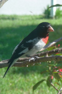Birds - grosbeak at the bird feeder