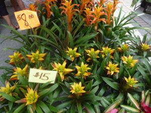 bromeliads at Farmers Market, Winter Park, Florida