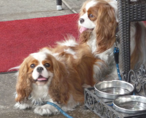 Winter Park - dogs enjoy outdoor restaurant dining