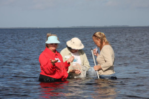 sea grass exploration, Punta Gorda Nature Center