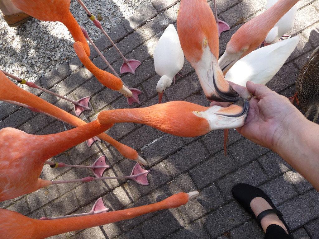 feeding flamingos at Jungle Gardens, Sarasota