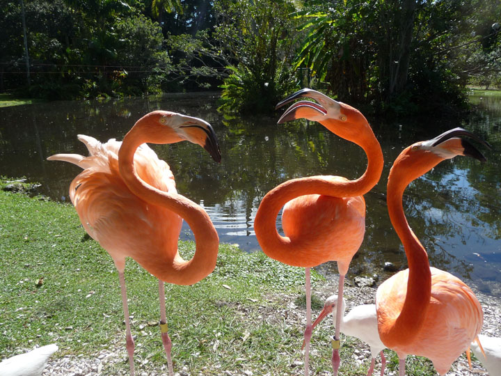 Finding Flamingos in Florida