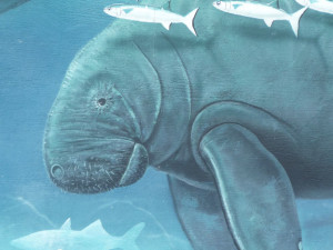 A part of a manatee mural by Wyland at Homosassa Springs Wildlife State Park