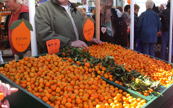 Dade City Celebrates with a Kumquat Festival