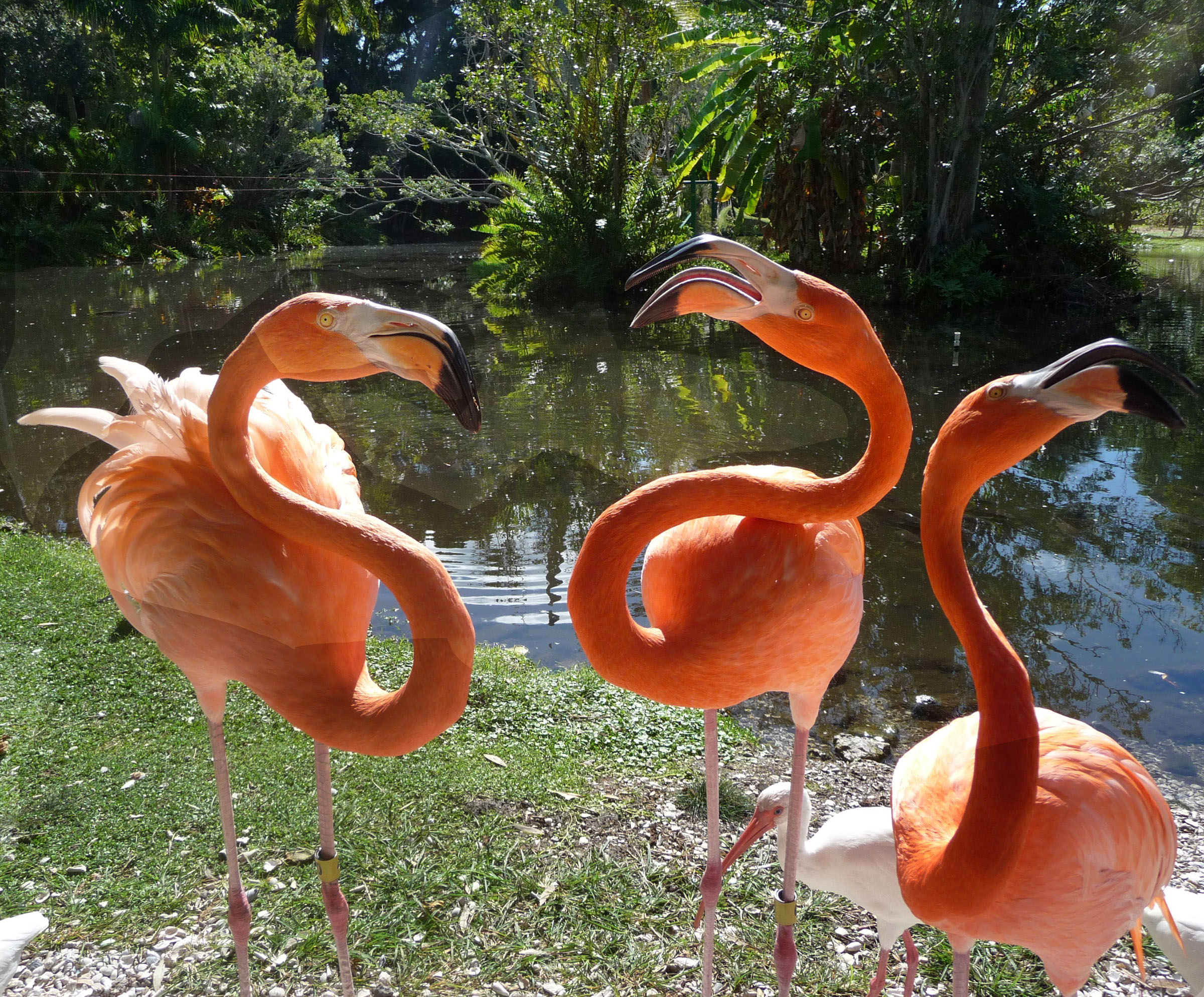 Flamingos at Jungle Gardens, Sarasota. Photo by Lucy Beebe Tobias