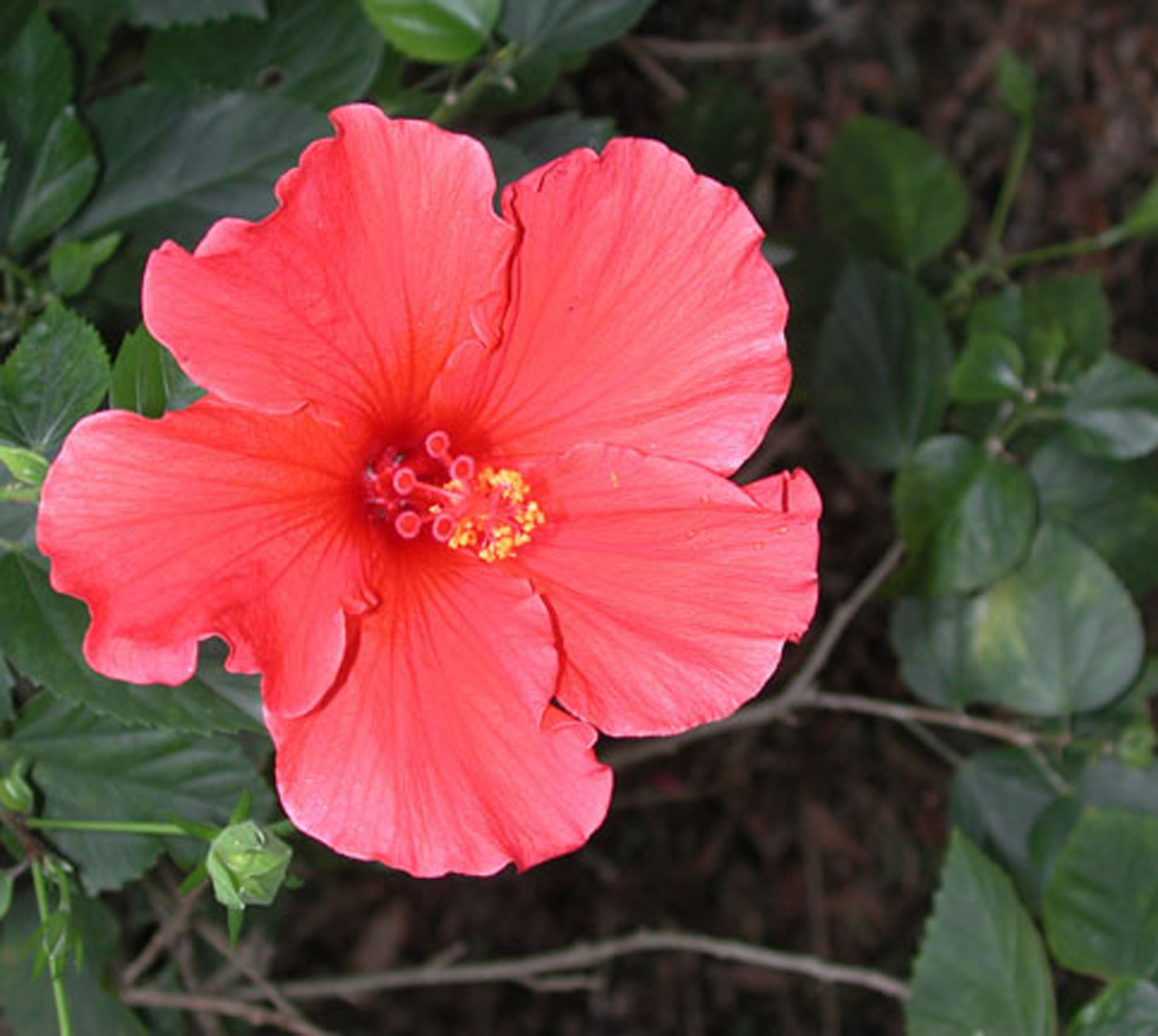Hibiscus. Photo by Lucy Beebe Tobias