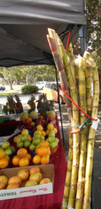 Naples Farmers Markets sugar cane