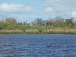 Myakka wildlife airboat tour