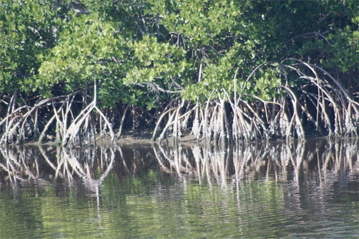 Walk or Paddle into Florida Mangroves