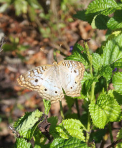 white peacock butterfly at the Celery Fields