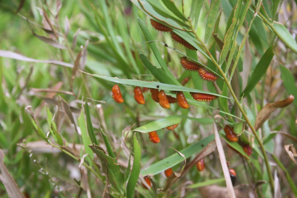 Butterfly gardens - Atala caterpillars on the back of coontie leaves, Pan's Garden, Palm Beach
