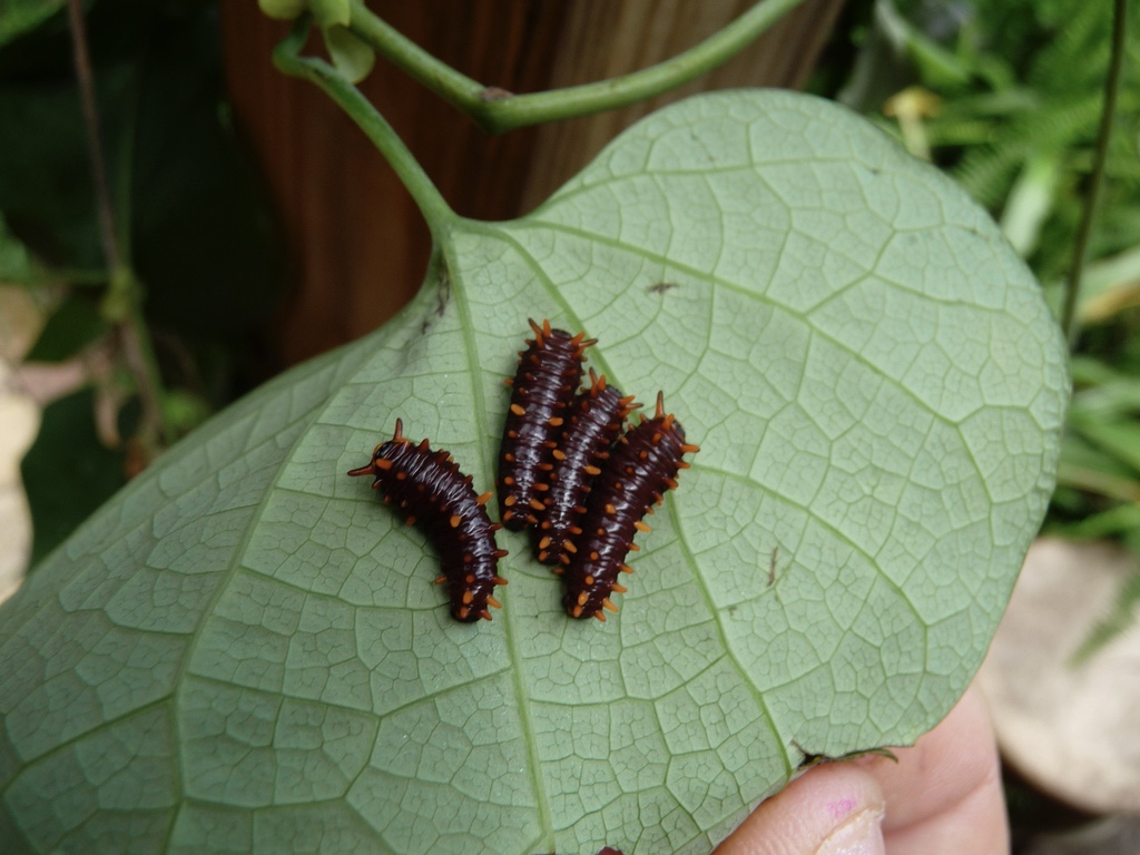 butterfly gardens - swallowtail caterpillars on the back of a pipe vine leaf

