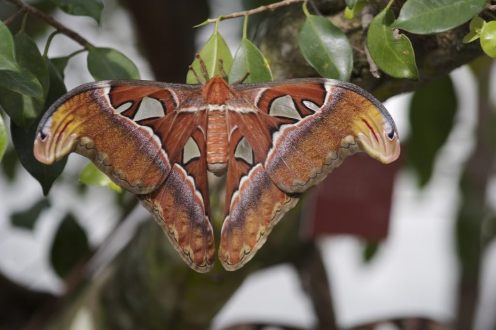 butterfly gardens - at Butterfly World in Coconut Creek you might see an Atlas moth
