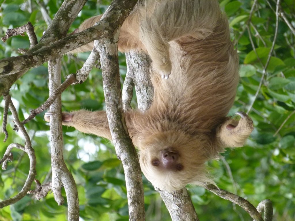 Florida Museum will have a sloth on display. Photo: wutd from Free Images