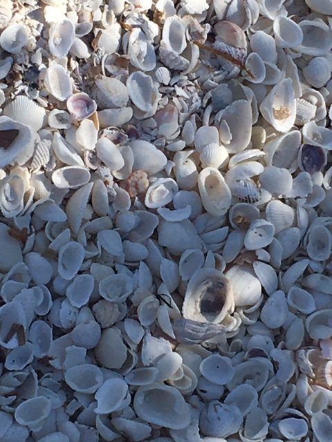 Sanibel and Captiva islands - a mound of shells near the Sanibel Lighthouse. Photo by Lucy Tobias