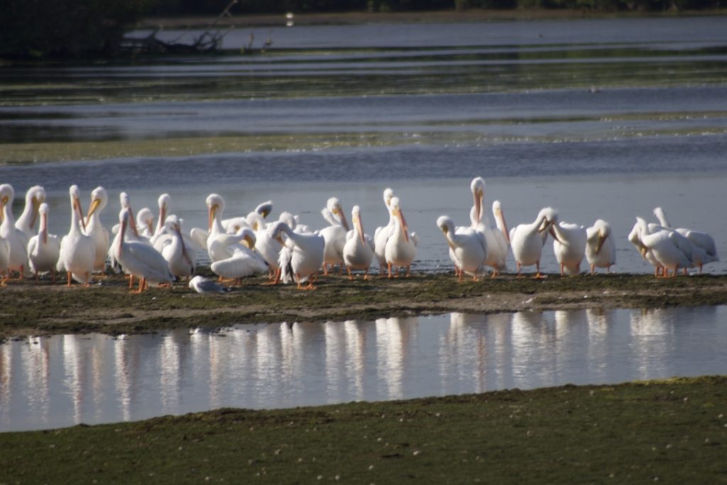 Sanibel and Captiva Islands - white pelicans along WIldlife Drive. Photo by Lucy Tobias