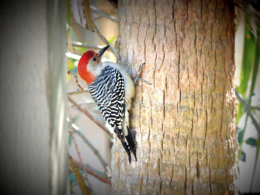 birding opens your eyes to new levels of your surroundings like a red breasted woodpecker on a tree